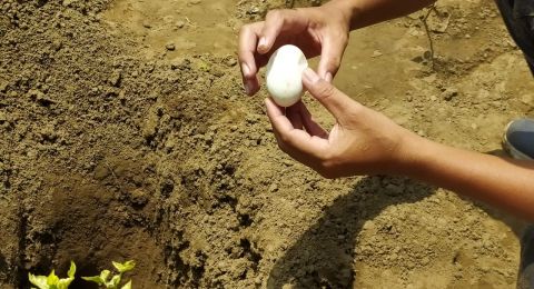 Kondisi telur biawak yang diteliti BKSDA di Lamongan [Foto: Amin Alamsyah]