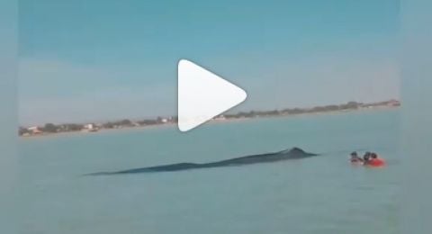 5 Penyebab Ikan Paus Terdampar Di Perairan Dangkal Jawa Timur Versi Bmkg Suara Jatim