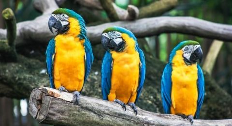 Kenapa Burung Beo Pandai Bicara? Ternyata Ini Alasannya