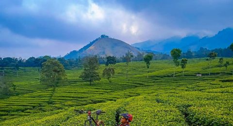 Kebun Teh Wonosari [Tangkapan layar Instagram @letter_fachry_adv]