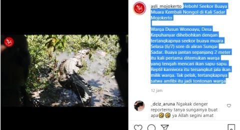 Viral warga tangkap buaya di Kali Sadar Mojokerto [Foto: Tangkapan layar Instagram]