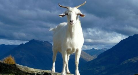 6 Fakta Unik Hewan Kambing Gunung, Ternyata Bukan Tergolong Kambing!