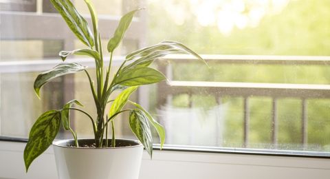 7 Tanaman Super Tangguh: Cocok untuk Kamu yang Sibuk dan Pemula Berkebun