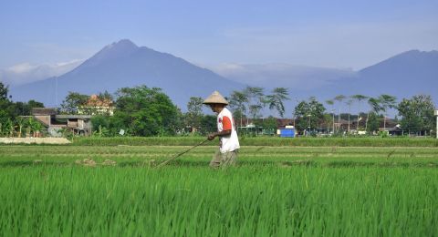 3 Alasan Utama Mengapa Pertanian Indonesia Menjadi Terbelakang Saat Ini