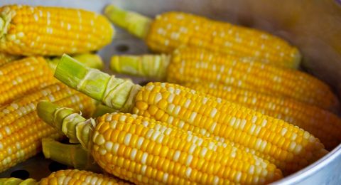 Polri dan Proyek Jagung: Lahan Subur atau Ladang Masalah?