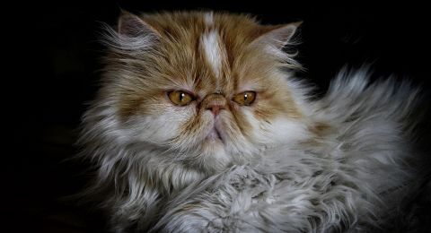 Perempuan Mengaji Diusili Kucing Sampai Terjengkang, Publik: Untung Jiwanya Nggak Ikut Ketarik
