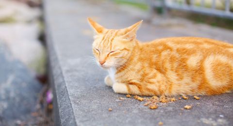 Kumpulan Berita PECINTA KUCING: 4 Ciri-ciri Kucing Mau Mati 