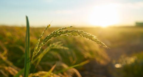 Memiliki Potensi: Sumatera Barat Unggul dalam Komoditas Pertanian Ini