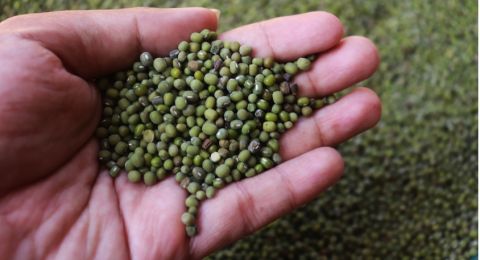 6 Manfaat Kacang Hijau, Termasuk Bantu Mengatasi Gejala PMS
