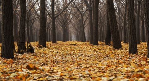 Daun-Daun yang Gugur