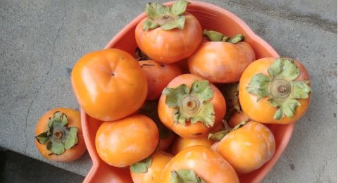 5 Manfaat Buah Kesemek bagi Tubuh, Dipercaya Bisa Mencegah Penuaan Dini