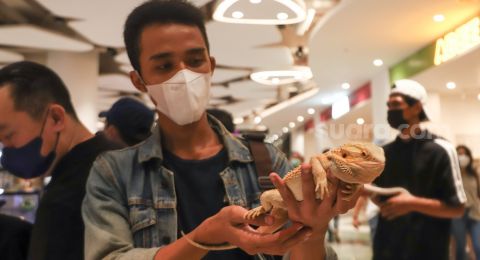 Tinggal di Apartemen? Ini 7 Hewan Peliharaan yang Cocok untuk Anda