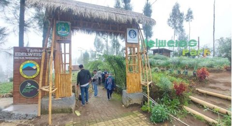 Taman Bunga Konservasi Edelweiss [SuaraMalang/Bob Bimantara]