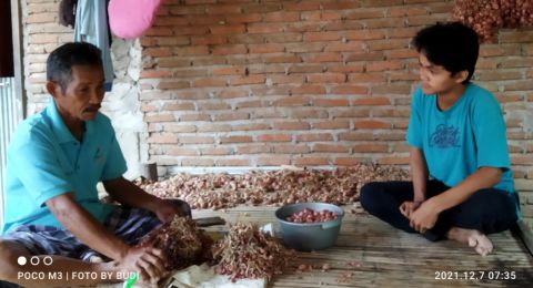 Curah Hujan Tinggi, Petani Bawang di Galung Paara Curhat Terpaksa Tunda Penanaman