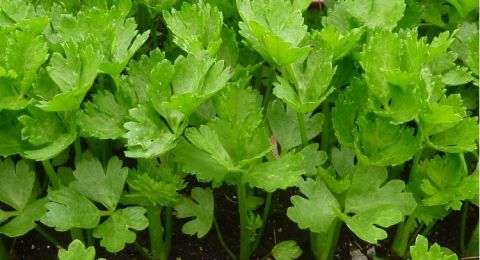 4 Manfaat Seledri bagi Kesehatan Tubuh, Ampuh Cegah Dehidrasi