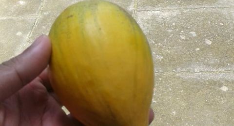 Mengenang Buah Jigong alias Sawo Mentega di Rumah Mbah
