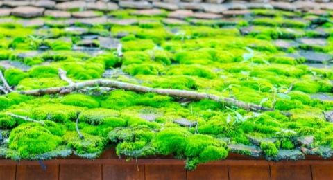 Penyebab Atap Rumah Berlumut yang Jarang Diketahui, Begini Cara Mengatasinya Agar Bersihnya Terjaga