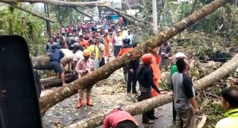 Kumpulan Berita Wonosobo: Dihantam Angin Kencang, Pohon Sepanjang Jalan Di  Wonosobo Tumbang