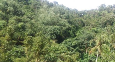 Peluang Usaha Masyarakat Berbasis Agroforestri di Indonesia