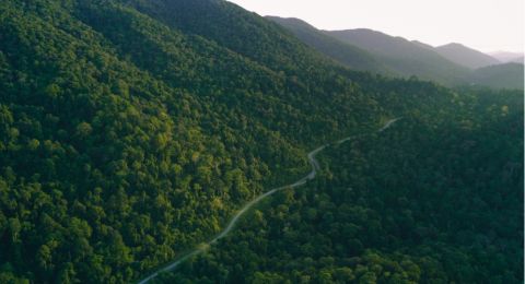 Indonesia Dukung Mekanisme Pendanaan Baru untuk Hutan Tropis: Apa Itu TFFF dan Mengapa Penting?