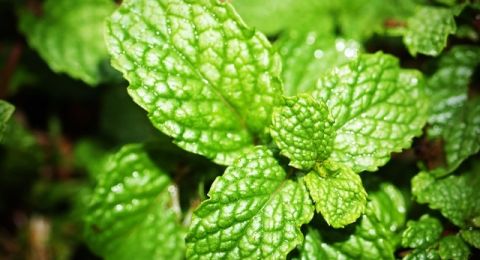 Manfaat Daun Mint untuk Kesehatan yang Wajib Kamu Ketahui