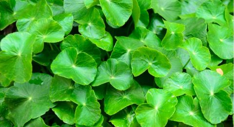 3 Manfaat Daun Pegagan untuk Kesehatan, Bisa Menyembuhkan Luka Lebih Cepat