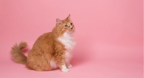 Viral Sikap Anteng Kucing Ini saat Diajak Keliling Naik Motor Bikin Gemas, Enggak Lupa Pakai Helm