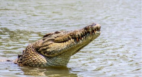 Viral Pria Mancing di Sungai Ditunggui Buaya, Sikap Tenangnya Bikin Melongo