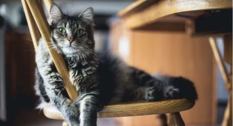 Nyeleneh! Ibu Ini Gendong Kucing ke Pasar, Warganet: Minta Jajan ke Emak