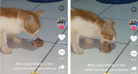 Viral Kucing Makan Anaknya 2 Hari Setelah Lahiran, Alasannya Jadi Perbincangan Publik