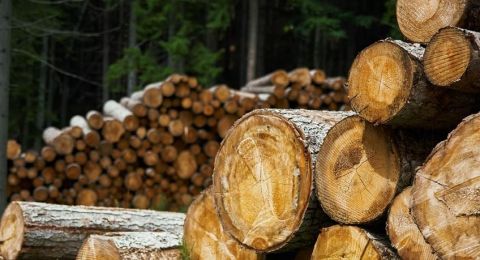 Keren! Emak-emak Kuat Ini Angkat Balokan Kayu Bangunan: 'Kalimantan Punya'