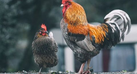 Viral Kandang Ayam Keren Punya Penampakan Unik, Desainnya Mirip Perkampungan