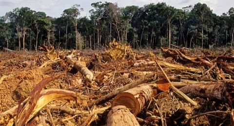 Riset Auriga: Kayu Deforestasi Indonesia Masih Mengalir ke Eropa, Habitat Orangutan Terancam