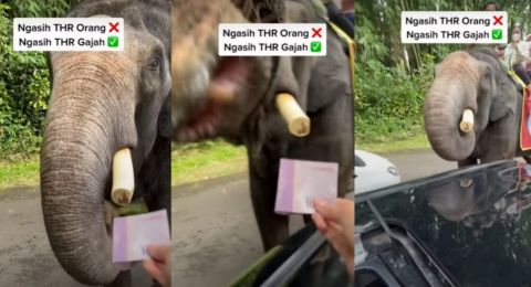 Wisatawan Berikan THR ke Gajah, Publik: Pinter Banget Bisa Bedain Duit sama Makanan