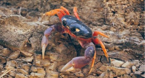 Aksi Wanita Makan Kepiting Hidup Bikin Ngeri, Warganet: Ntar Kena Penyakit