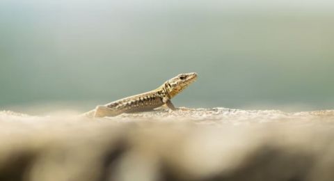 Bikin Merinding Jilbab Cewek Ini Dirayapi Cicak, 'Dikasih Tahu Takut Teriak'