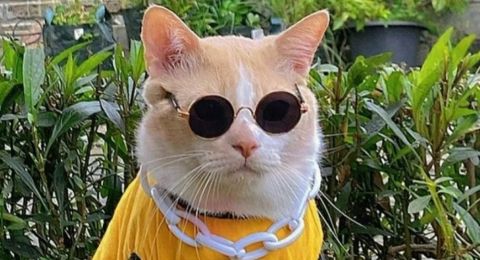 Pororo Si Kucing Lucu di TikTok Hilang Diduga Diculik, Publik: Cepat Pulang Sayang