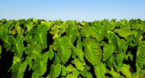 Tidak Banyak yang Tahu, Berikut 5 Manfaat Talas!