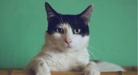 Pria Nangis Tersedu-sedu Gegara Kucingnya Hilang Malah Bikin Berpikir Keras