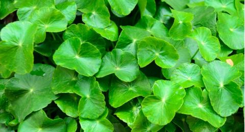 Segudang Manfaat Daun Pegagan untuk Kesehatan Kulit, Menghidrasi Kulit