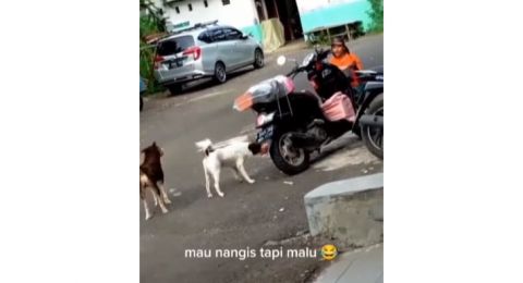 Kurir Panik Dua Anjing Customer Menghampirinya, Auto Trauma Antar Paket