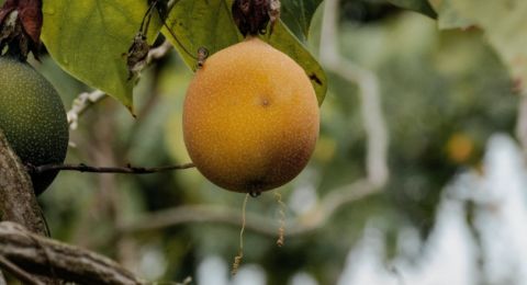 Apa Itu Buah Mundu? Mari Kenali 4 Manfaatnya