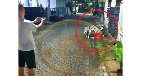 Anjingnya Sering Diduga Sering Makan Kucing Liar Pemilik Marah Saat Ditegur