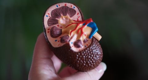 5 Cara agar Terhindar dari Gagal Ginjal