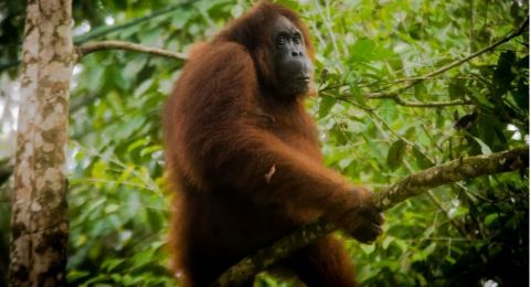Menguji Klaim Harmoni Sawit dan Orangutan: Mungkinkah Hidup Berdampingan?