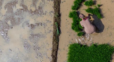 Indonesia Negara Agraris dan Nasib Petani yang Tragis