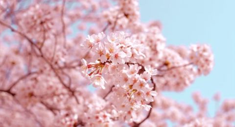 Menghayati Lagu-Lagu Negeri Sakura, Self Reward yang Mengajarkan Self Love