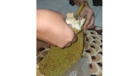 Beli Nangka Ukuran Jumbo, Pas Dibuka Isi Buah Bikin Empat Cewek Ini Nyesek