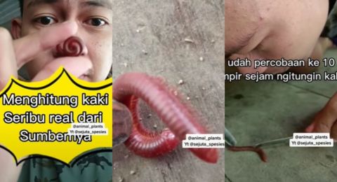 Pria Ini Buktikan Jumlah Kaki Hewan Kaki Seribu Hingga 10 Kali Percobaan