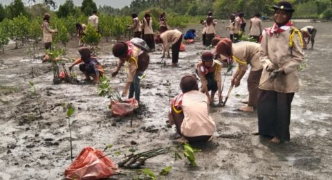 Implementasikan Dasa Darma, Anggota Pramuka Tanam Mangrove Di Pantai